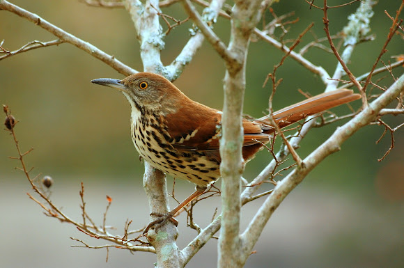 Spotting Image 1