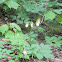 Lady Slippers