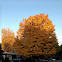 Maple