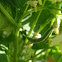 Pinto Beans