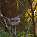 Northern Mockingbird
