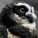 Spectacled Owl