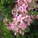 Wild Azalea