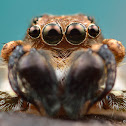 Jumping Spider