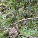 Aguila de paramo