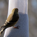 American Goldfinch