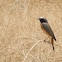 Redstart (Common)