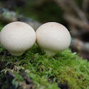 Puffball mushroom