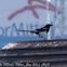 Magpie; Urraca