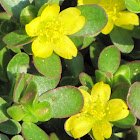Purslane