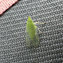 Leafhopper