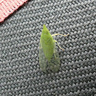 Leafhopper