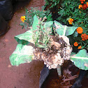 Cauliflower flowers