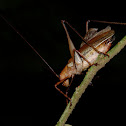 Katydid