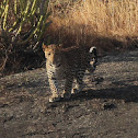 Indian Leopard