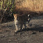 Indian Leopard