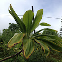 Ti leaf