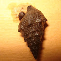 Sea Snail