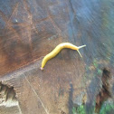 Banana slug