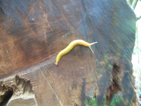 Spotting Image 1