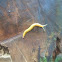 Banana slug