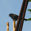Blue-black Grassquit