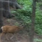 Mule deer