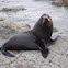 New Zealand Fur Seal
