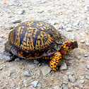 Eastern Box Turtle