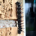 Mourning Cloak
