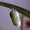 Monarch Butterfly