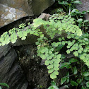 Maidenhair Fern