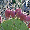 Prickly Pear Cactus