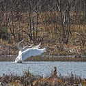 Whooper swan