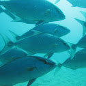 Greater amberjack