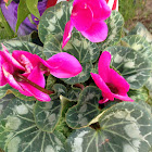 Cyclamen