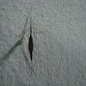 water strider