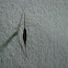 water strider