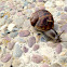 Land snail