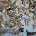 European Golden Plover and Northern Lapwing