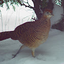 Lady Amherst's Pheasant