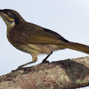 Mangrove Honeyeater