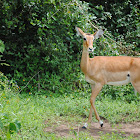 Impala