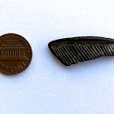 Fossil Ray crushing tooth plate