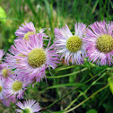 Philadelphia Fleabane
