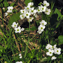Cuckoo Flower