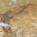 Coastal Range Newts Mating