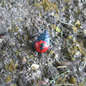 Florida Predatory Stink Bug nymph