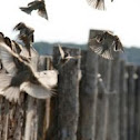 Sparrows