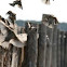 Sparrows